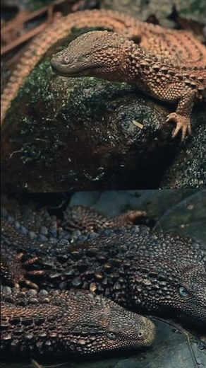 biawak