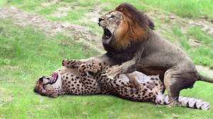 83K views · 1.7K reactions | Three Cheetah vs Male Lion Cheetah Chase Lion Cubs and Male Lion Came The Save Warthog vs Leopard.mp4 | Wild life Animals | Facebook