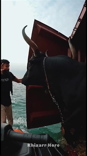 Big Black Bulls Kahan Se Agaye? Explore The Mystery!