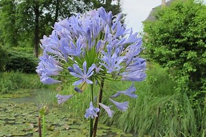 Entretien des agapanthes - Gamm vert