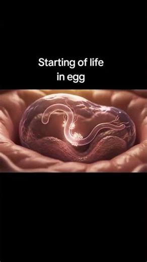 Fertilisation of the Egg | How Sperm and Egg Meet to Begin Pregnancy