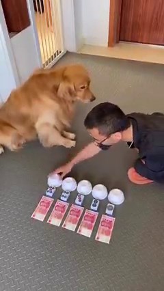 1M views · 2.2K reactions | Besides loayalty, dogs are smart too. | Amazing World | Facebook