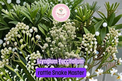 Rattlesnake Master Seeds (eryngium Yuccifolium) | Native Prairie Perennial | 100 Seeds for Planting - Etsy