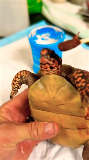 Healing a Struggling Box Turtle Step by Step #turtle #wildliferescue #shorts