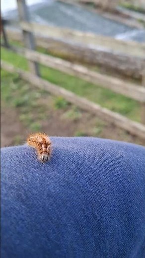 Brown Tail Moth Caterpillar #nature #butterfly