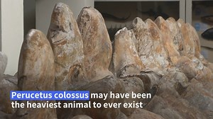 Paleontologists have unveiled remains of the newly discovered 'Perucetus colossus,' a giant whale from Peru which could be the heaviest animal to have ever lived. Video courtesy: AFP #peru #science #palaentology #whale #animal | News Of Bahrain
