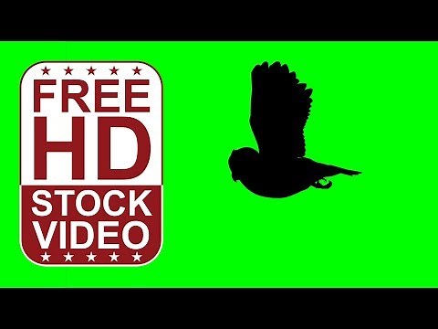 Free Stock Videos –animal silhouettes owl flying on green screen seamless loop