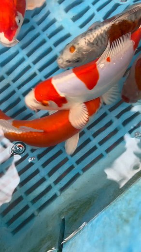 Another example of the new selection of £75 tosai…. | Adam Byer Koi