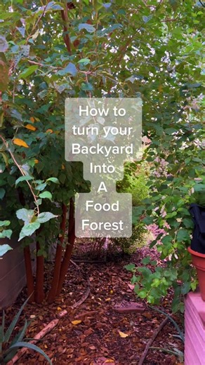 Planting a Food Forest: Tips for Growing Your Own Food at Home