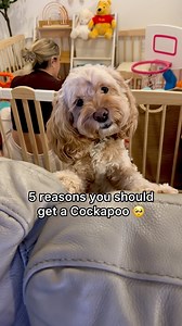 195K views · 644 reactions | Cockapoos are just built different 凉❤️ #dogs #puppylove #minicockapoo | Luna The Mini Cockapoo | Facebook