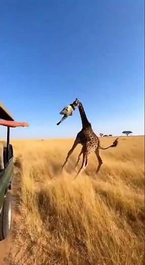 Giraffe Attack On Safari