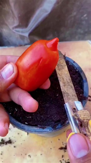 How to Successfully Plant Tomatoes in Your Garden