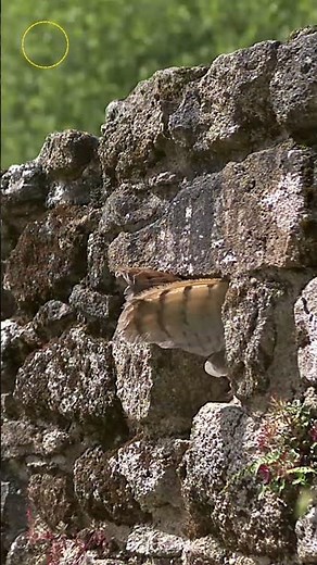 What Do Barn Owls Sound Like?