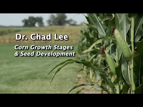Corn Growth Stages & Seed Development