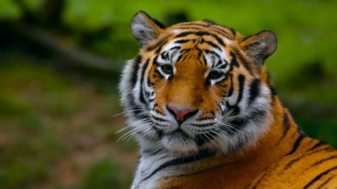 Leopard at Sunset – Wild Beauty in 4K