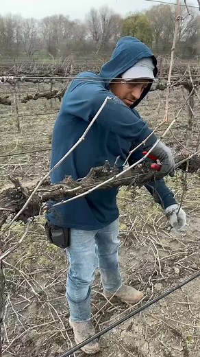Grape Pruning Techniques for Vineyards