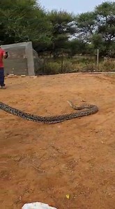 Southern African Python / Thlware from Ruretse : We took the Python out the bag once caught to show the property owners and have a talk as Education is the Key. Douglas and the people there were very inquisitive despite losing some of their Precious Dogs over a few weeks. I can tell this Python is under weight and has not eaten in some time . Thanks again for the Call and we appreciate your Compassion under such trying times......Sean@SRG . Thanks Heinie for the Video. | Snake Relocation Gaboron