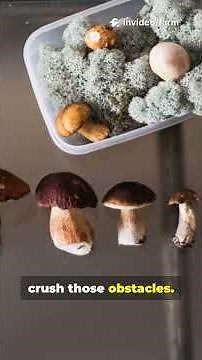 Mushroom Farming Made EASY