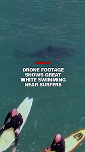 These surfers kept surprisingly cool as a great white shark joined their wave. Drone footage captured the shark swimming extremely close to surfers at San Onofre Beach in California. Both surfers and shark seemed equally unbothered to be sharing the water. | CNN