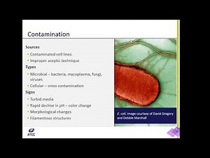 Cell Culture 101: Microbial Contamination