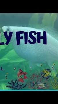 Molly fish black and white 🐟⚫⚪