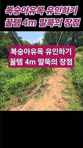 The Ultimate Hack for Training Young Peach Trees: Benefits of the 4m Stake [Peach Growing Tips] H...