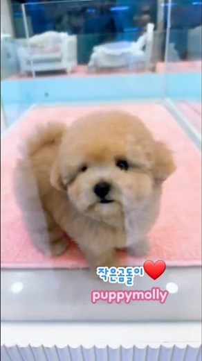 귀여운 곰돌이인형 테디말티푸와 평생 행복해질 가족 찾아요~ 문의 010 2023 5245