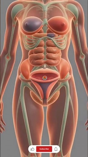 “Human Embryo Development 3D Animation – Fertilization to Early Growth”#shortvideo #informative