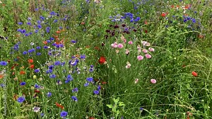 Summer flowery meadow with wild flowers, dolly slider motion on poppies and cornflower of different colors. Ideal cultivation for bees and insects.