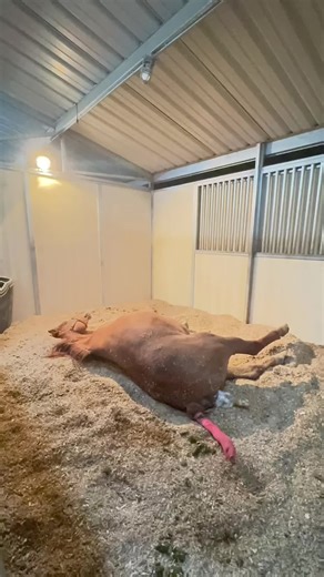 Understanding Foaling Season in Veterinary Medicine