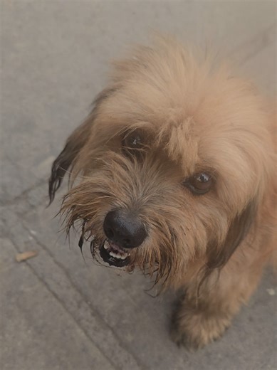 Voy a pasarle RQ 🤨🐶 #kickperu #viral #perro #broma @Kickasos Perú