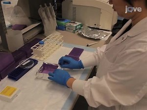 Immunostaining of Dissected Zebrafish Embryonic Heart