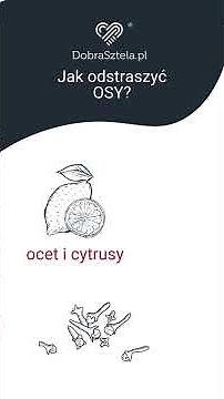 Jak odstraszyć osy? 🍋 Domowe sposoby