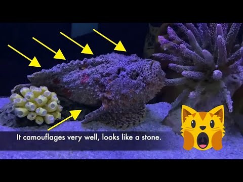 Stone Fish Aquarium