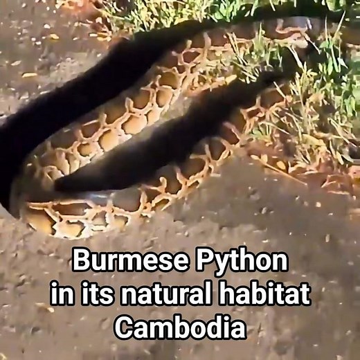 Massive Python Takes Over Cambodian Road