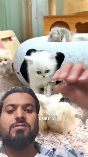 persion Cat baby#cute #cutecat #cutebaby #cartoon #shortvideo #cat #kitten #catman #meowmoe #kitty