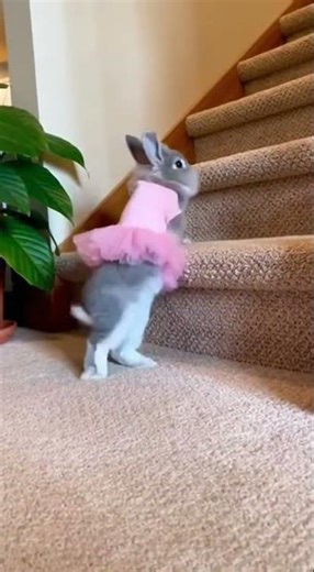 Ballerina Bunny's Tutu Tumble 🐰🎀