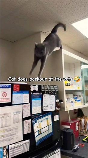 Cat Does Parkour at the Vet 😹🐾 #cat #funnycats