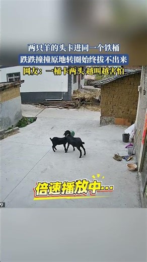 两只羊的头卡进同一个铁桶，跌跌撞撞原地转圈始终拔不出来，网友：一桶卡两头 越叫越害怕！ #万万没想到 #搞笑