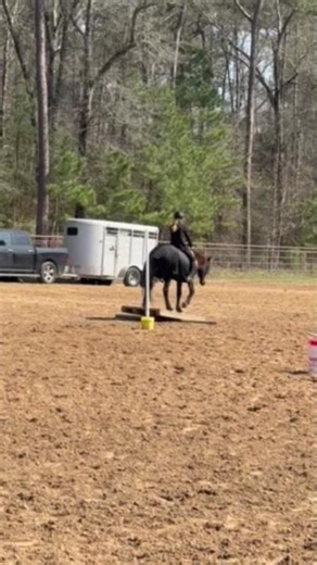The Teeter Totter! She did amazing for the first time under saddle! 😅 #horse #equestrian #freestyle