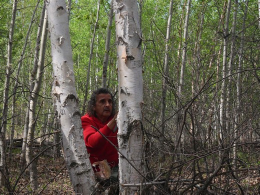 See how this birch bark artist has found joy and healing in the forest
