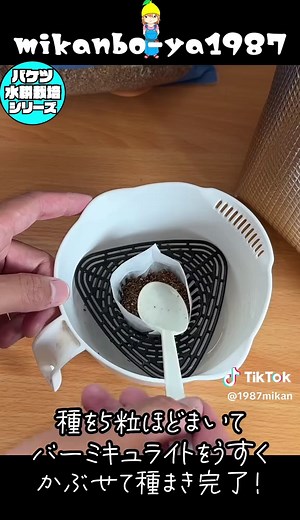 家庭菜園で水耕栽培するキャベツの育て方