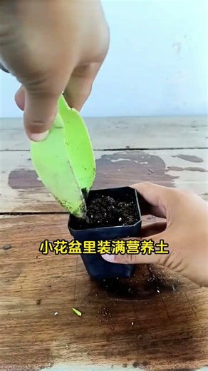 Title: Revitalize Your Garden: Transform Cut Spring Branches