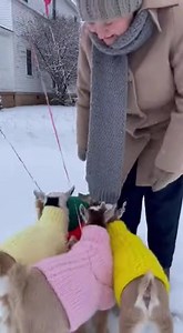 Goats in Sweaters: A Love Parade! Adorable goats in sweaters and heart balloons spread joy! #fblifestyle #AI Generated using Kling AI . . . (For entertainment purposes only. Consult professionals if guidance on activities is presented. No brand affiliation is implied if any are shown. If inspired by true events, creative adaptations may be included. Content may include public footage.) | Fabiosa Digest