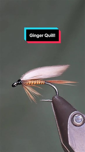 Ginger Quill: Hook: Ahrex FW581 size 12 Thread: TheFlySmith 12 /0 traditional Tail and hackle: Magpie materials hen Body: Ginger Stripped Quill Wings: Duck quills Resin: uv craft Tools: TheFlySmith #flytying #fly #flytyingjunkie #theflysmith #flytyingtutorial