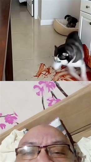 Mommy tinapon ni Husky ang ketchup said the lier cat #stressreliever #funnydog #funnycat