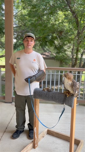 10K views · 165 reactions | The red-tailed hawk (Buteo jamaicensis) is the most common hawk in the United States! Hawks are revered for their keen sense of sight and ability to fly at great heights! | Reelfoot Lake State Park | Facebook