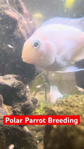 2nd Batch Polar Parrot Fry’s Update😮#shorts#fish#aquarium#tips#tank#aquarium#bettafish#polarparrot