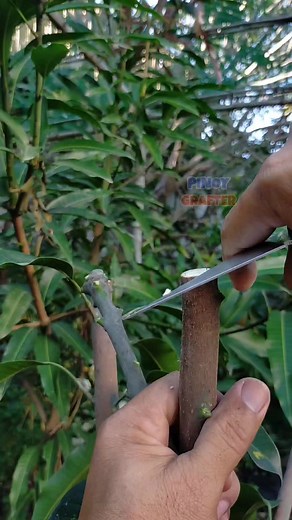 MODIFIED CLEFT GRAFTING ON MANGO | PINOY GRAFTER