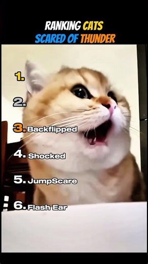 Ranking Cats Afraid Of Thunder